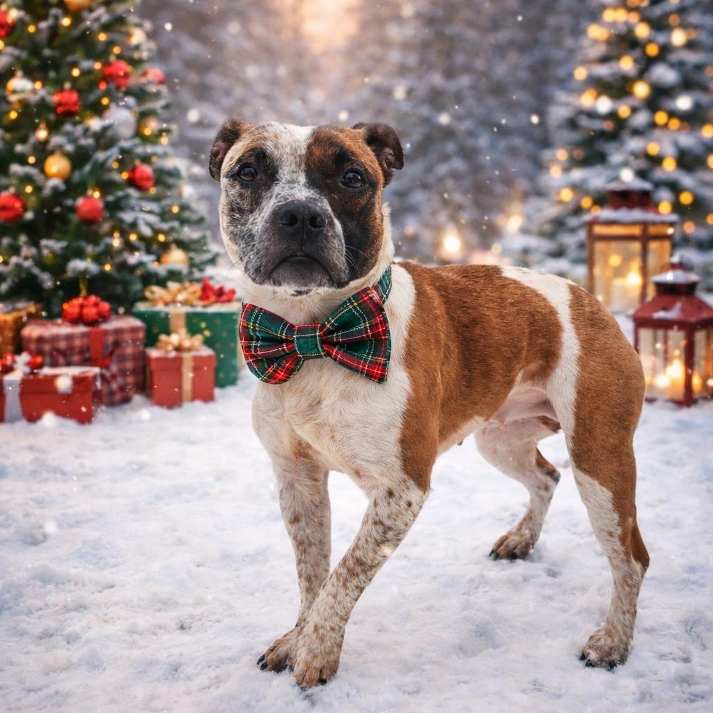 Enlarge Challah, a Adoptable mixed breed in Binghamton, NY image 3/3