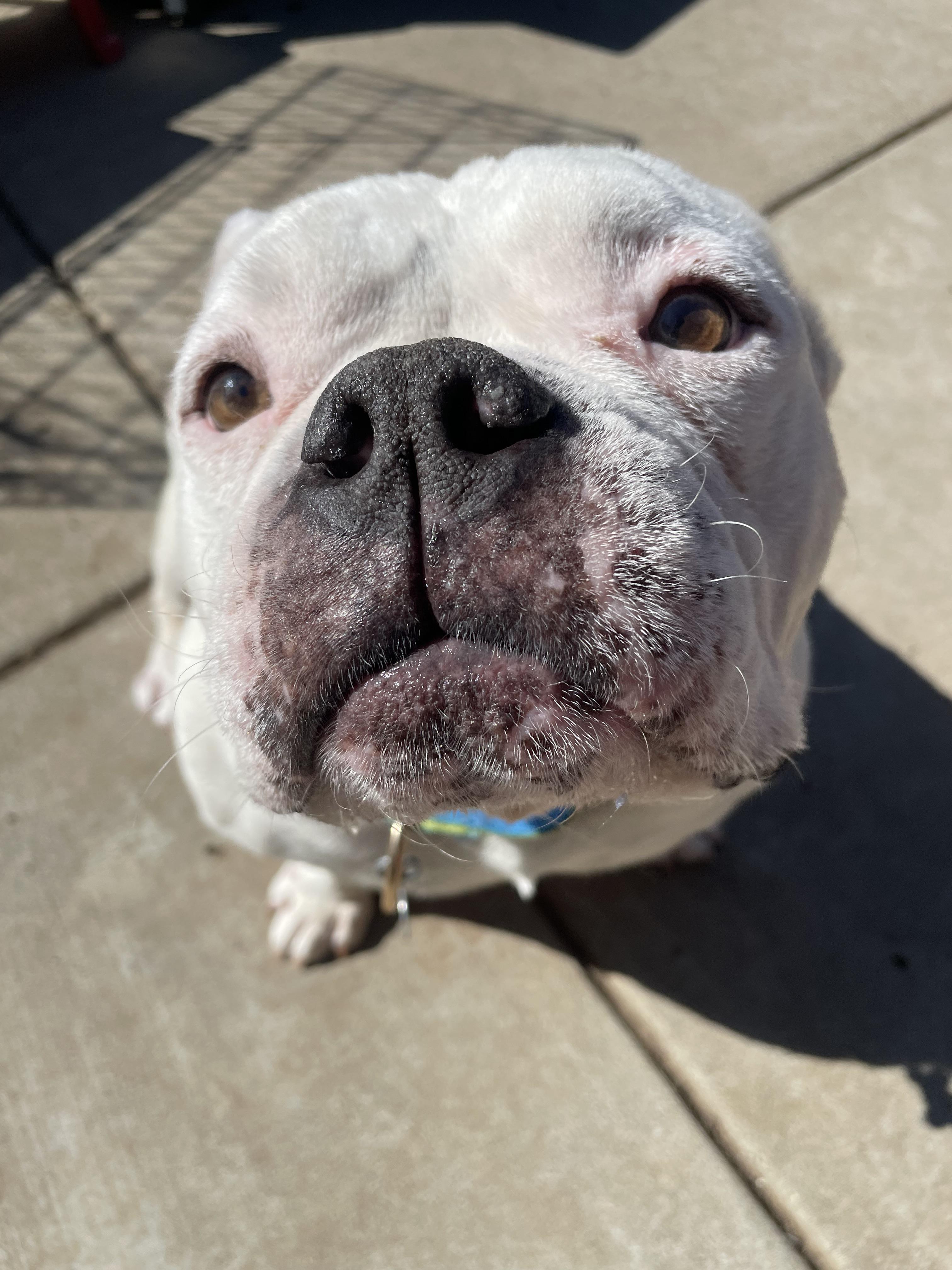 Buddha, a ADOPTABLE mixed breed in Sacramento, CA image 4/6