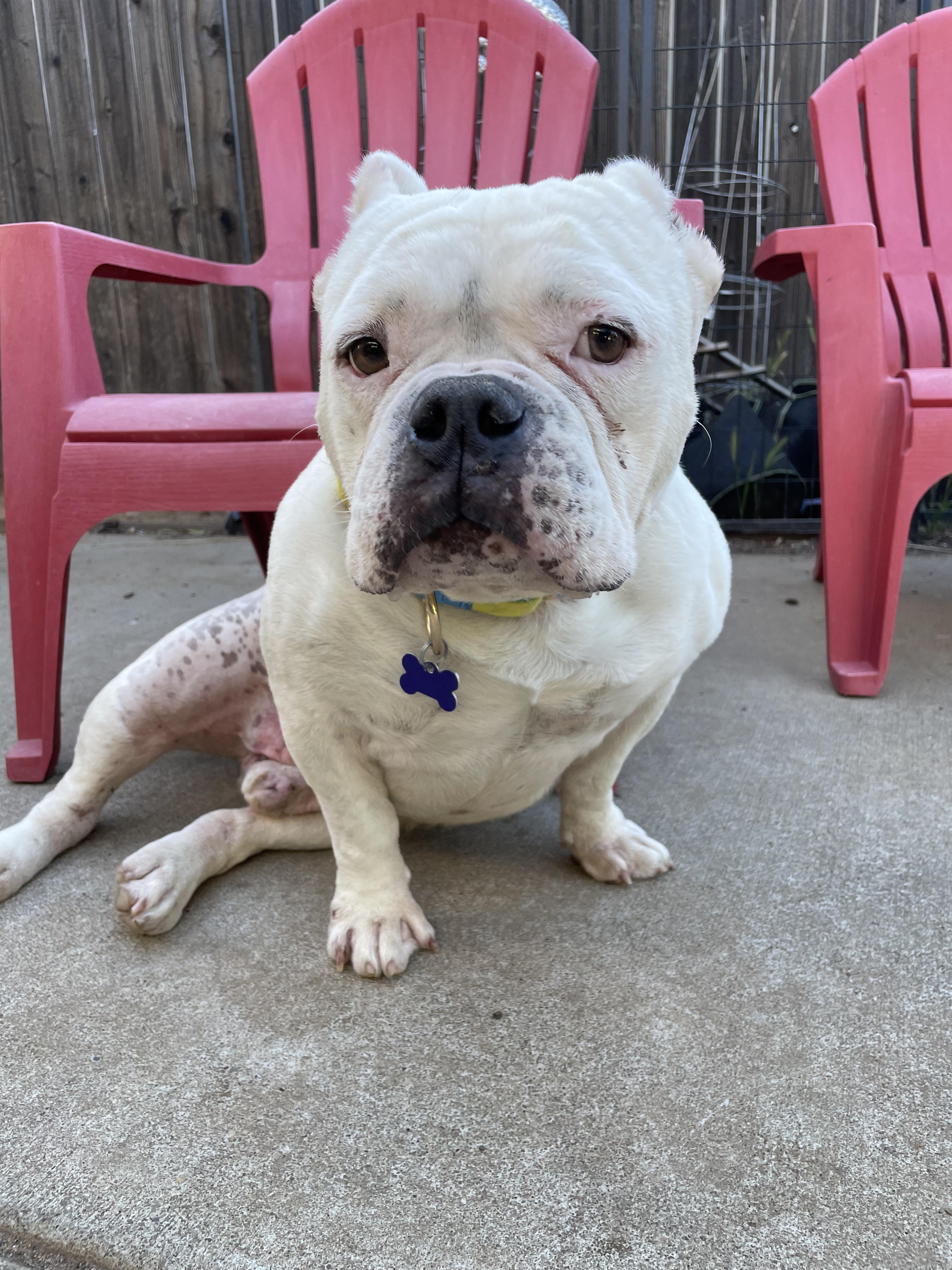 Buddha, a ADOPTABLE mixed breed in Sacramento, CA image 5/6