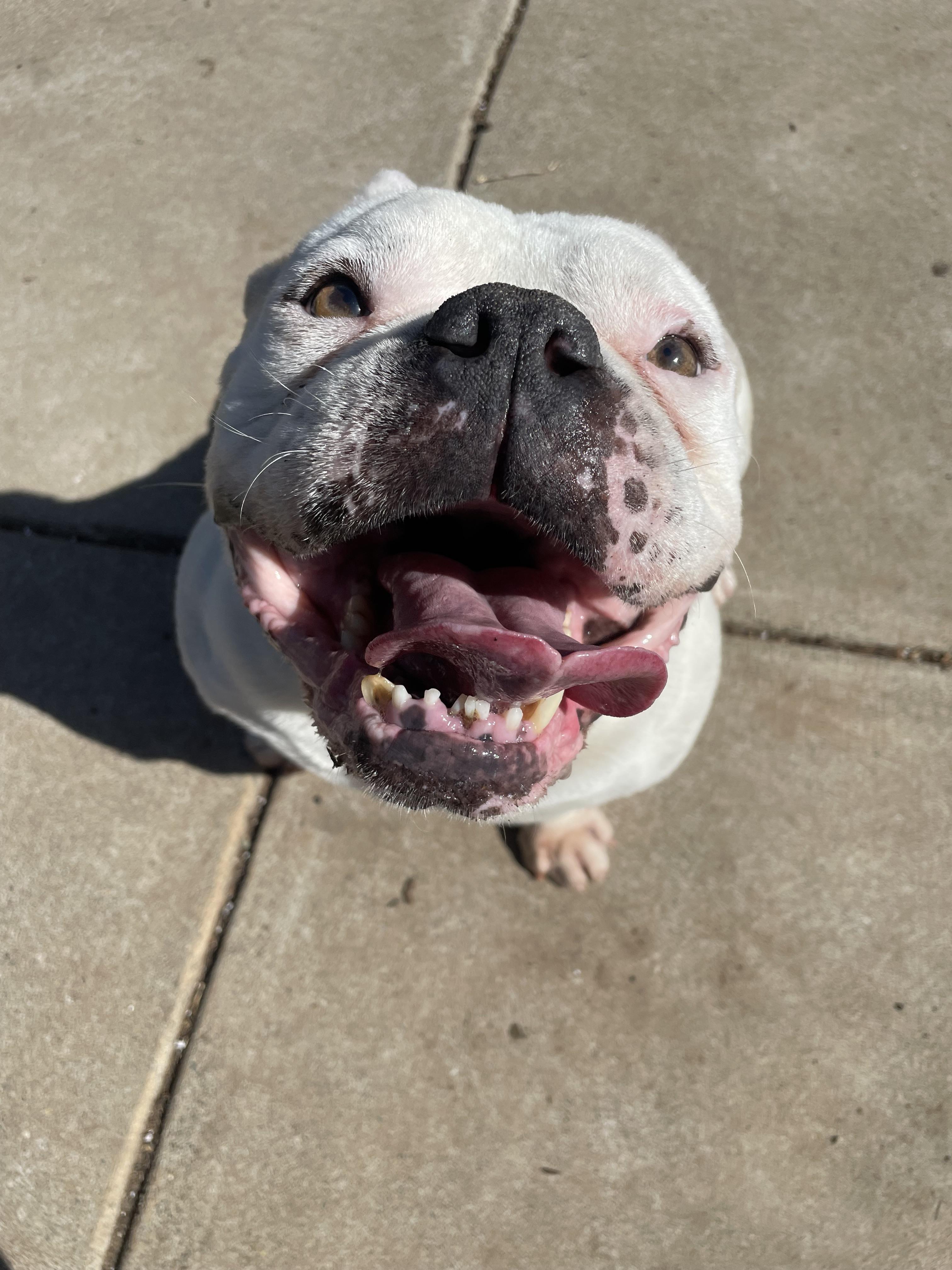 Buddha, a ADOPTABLE mixed breed in Sacramento, CA image 6/6