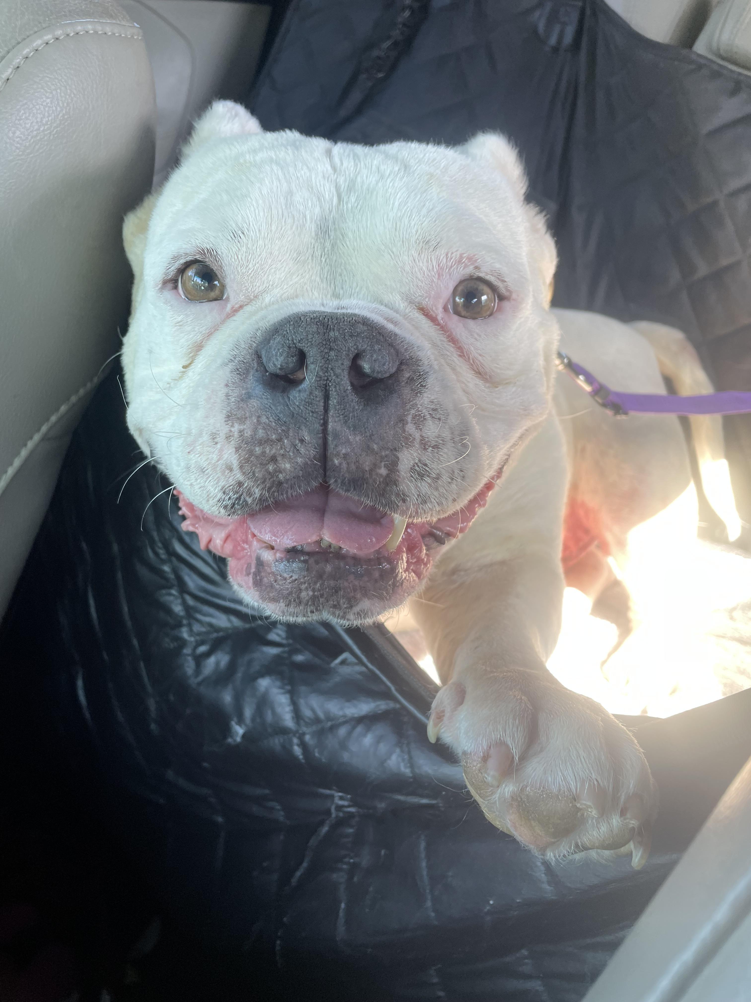 Buddha, a ADOPTABLE mixed breed in Sacramento, CA image 3/6