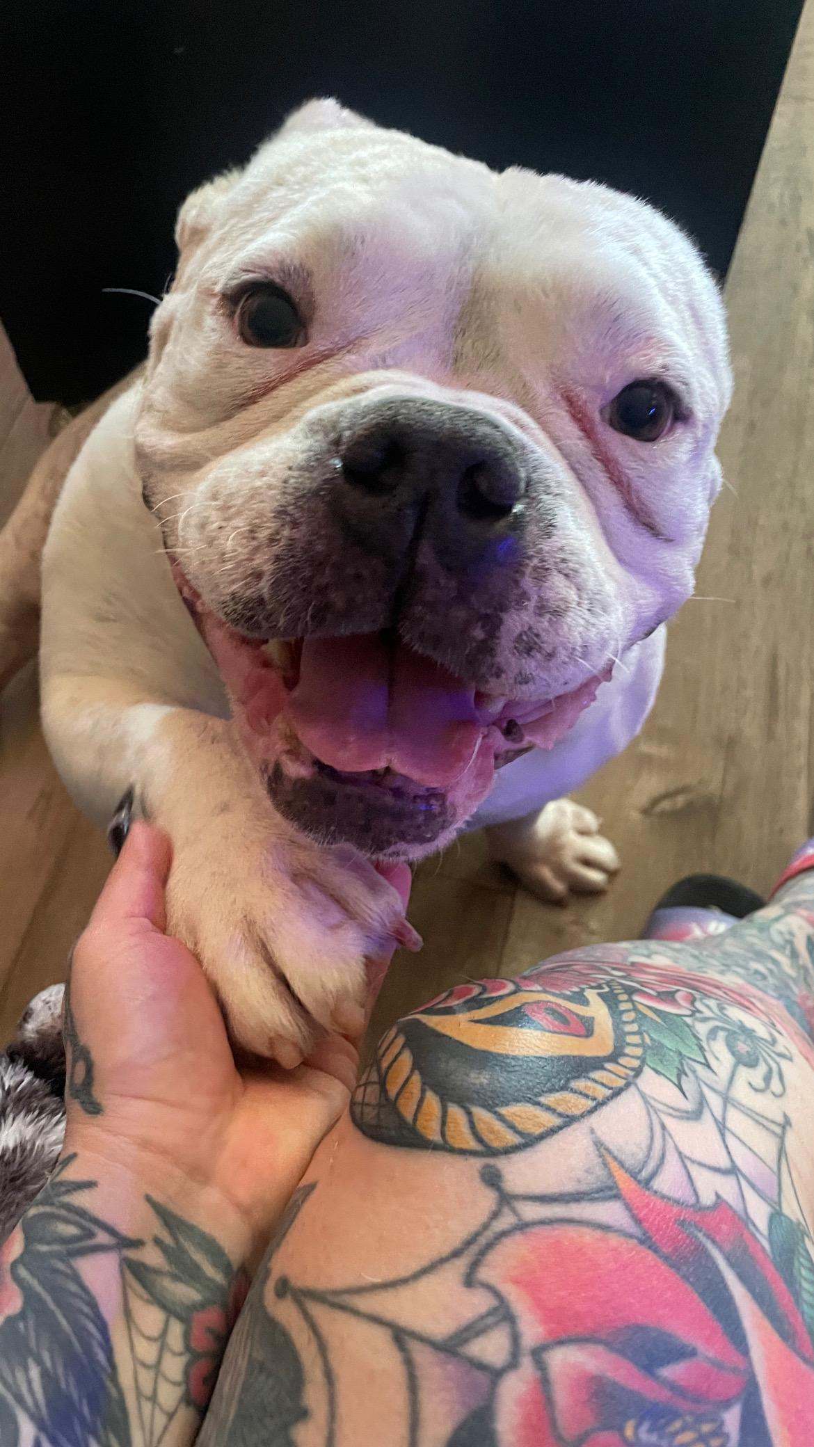 Buddha, a ADOPTABLE mixed breed in Sacramento, CA image 1/6