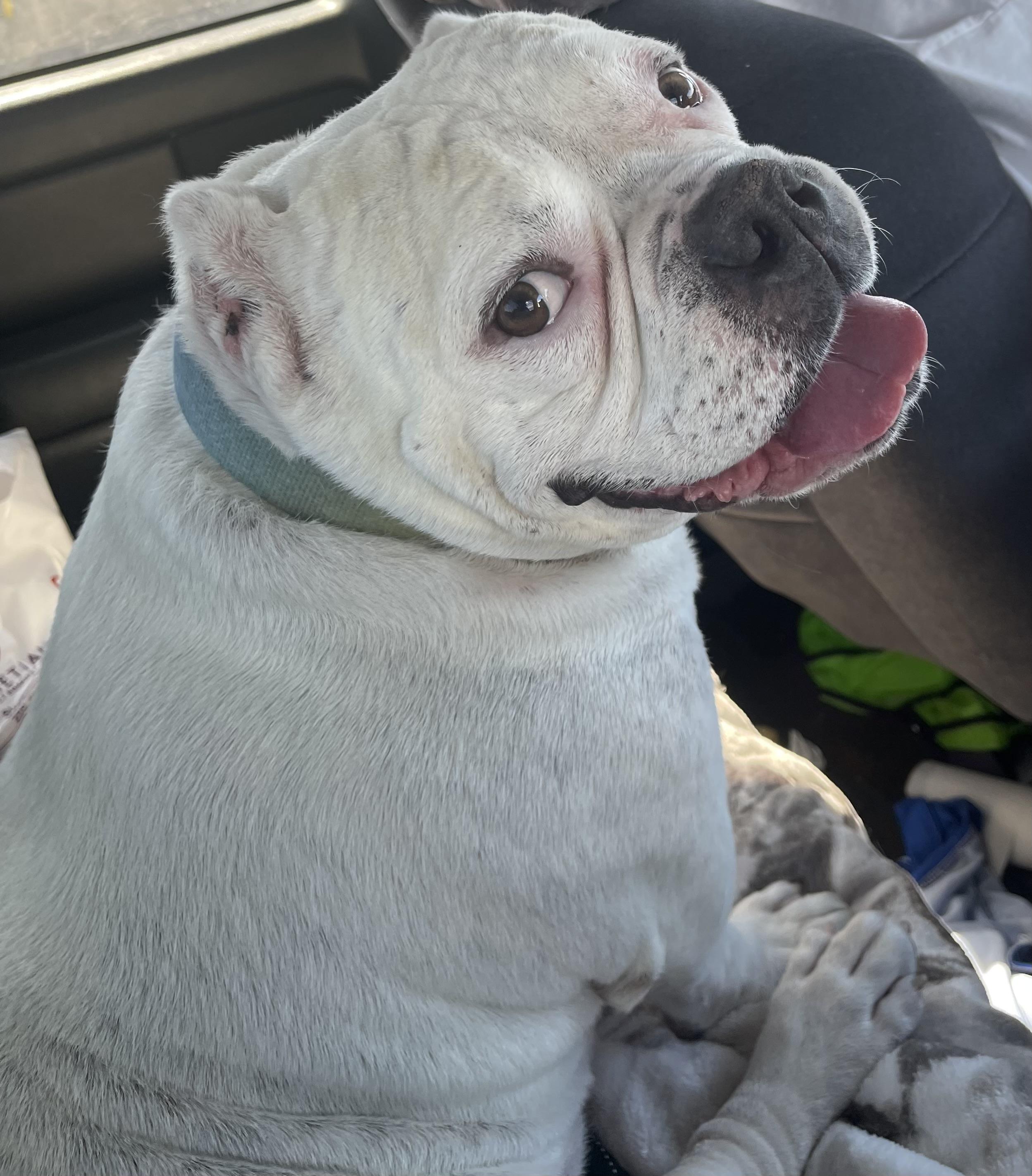 Buddha, a ADOPTABLE mixed breed in Sacramento, CA image 2/6