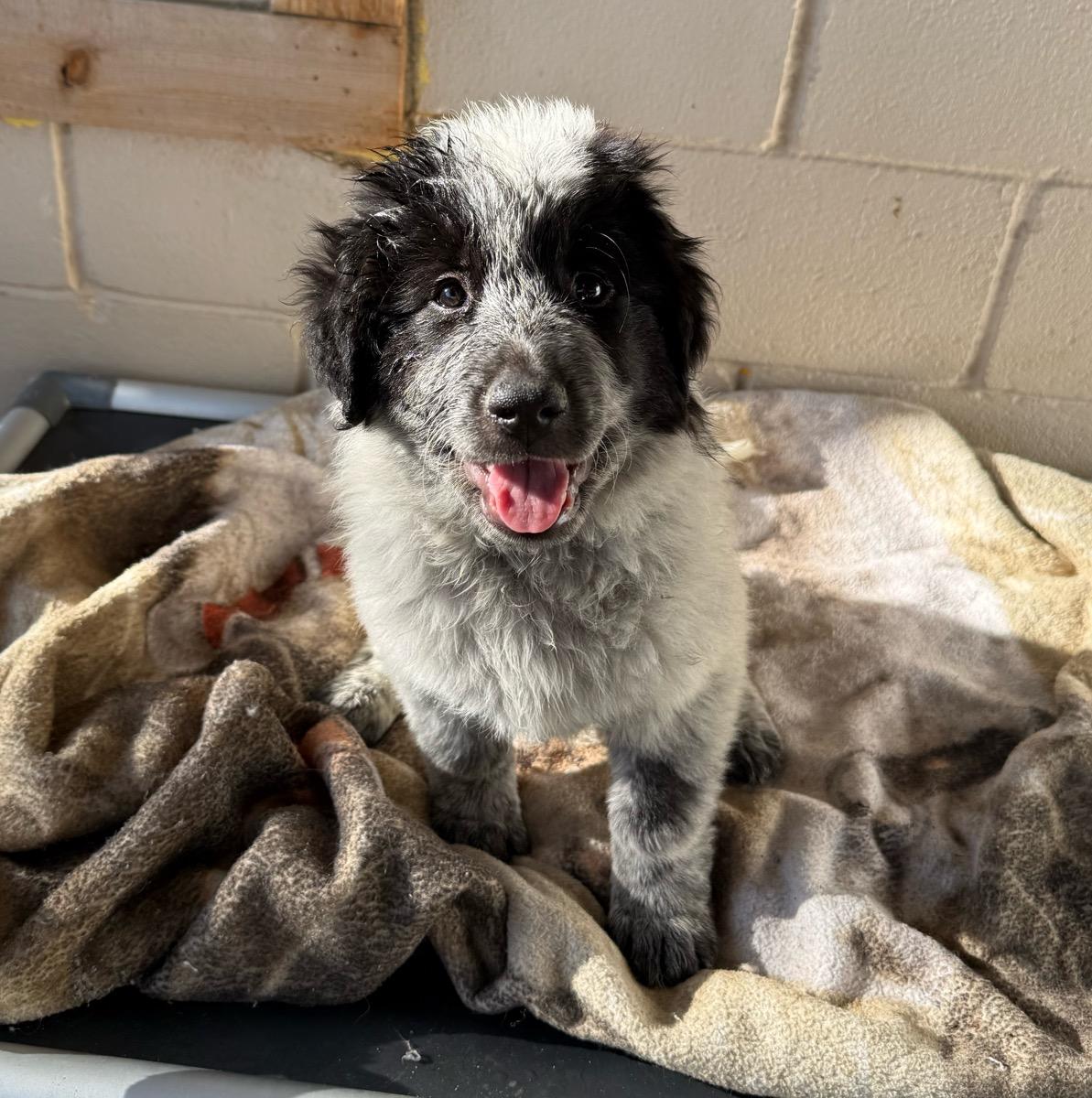 Enlarge Brooke, a ADOPTABLE Great Pyrenees in Temecula, CA image 1/1