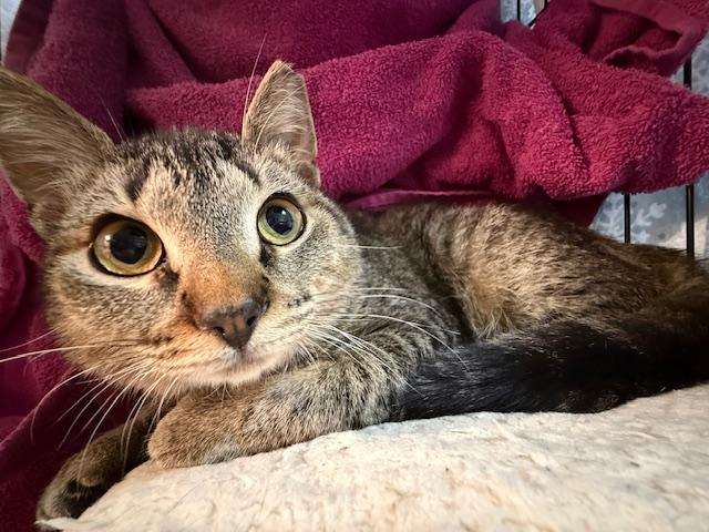 Enlarge Miley Cyrus, a Adoptable Domestic Short Hair in Cleveland, OH image 3/6