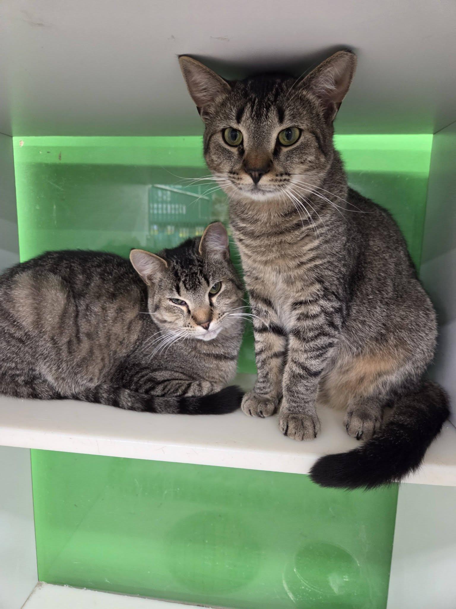 Enlarge Miley Cyrus, a Adoptable Domestic Short Hair in Cleveland, OH image 6/6