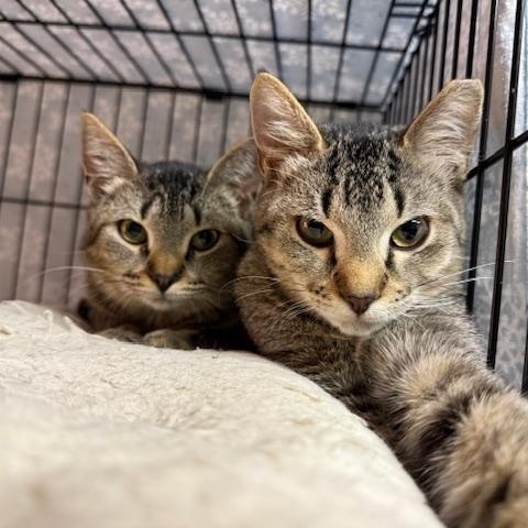 Enlarge Miley Cyrus, a Adoptable Domestic Short Hair in Cleveland, OH image 4/6