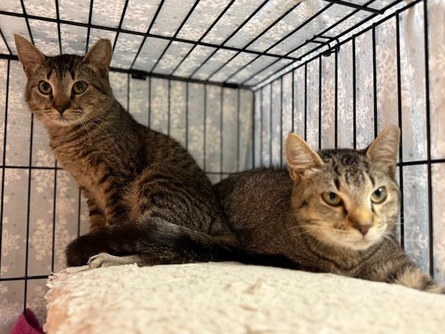 Enlarge Miley Cyrus, a Adoptable Domestic Short Hair in Cleveland, OH image 5/6