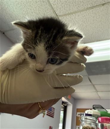MARLIN, Adoptable, Kitten Male Domestic Short Hair.