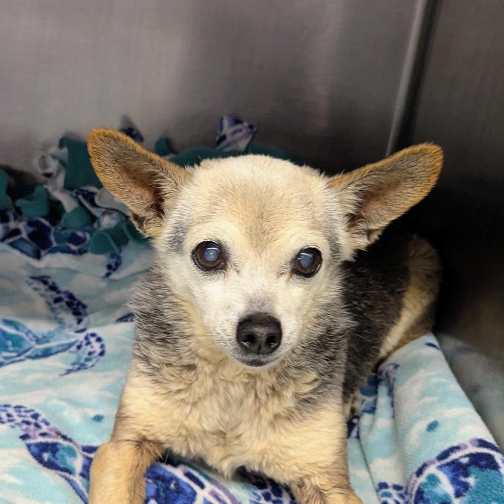 Eddie, a Adoptable Chihuahua in Marysville, OH image 1/4