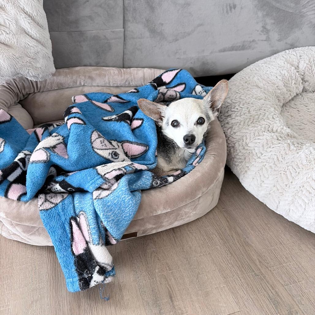 Eddie, a Adoptable Chihuahua in Marysville, OH image 3/4