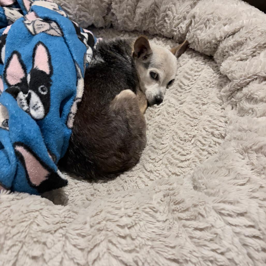 Eddie, a Adoptable Chihuahua in Marysville, OH image 4/4