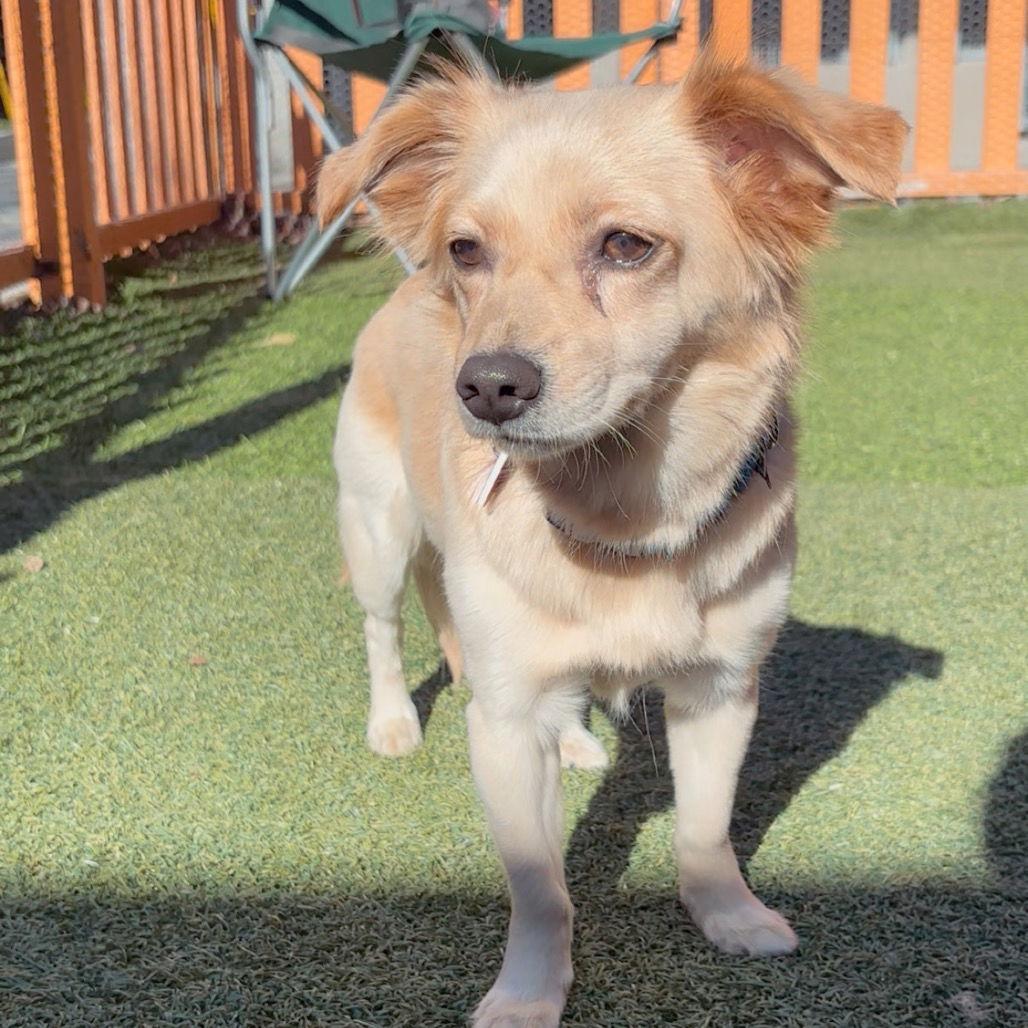 Laesa CA, Adoptable, Adult Female Chihuahua & Spaniel.