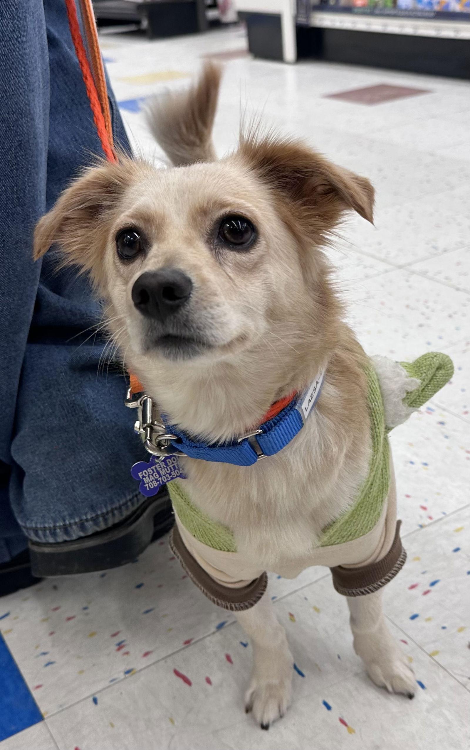 Laesa Ca thumbnail 2