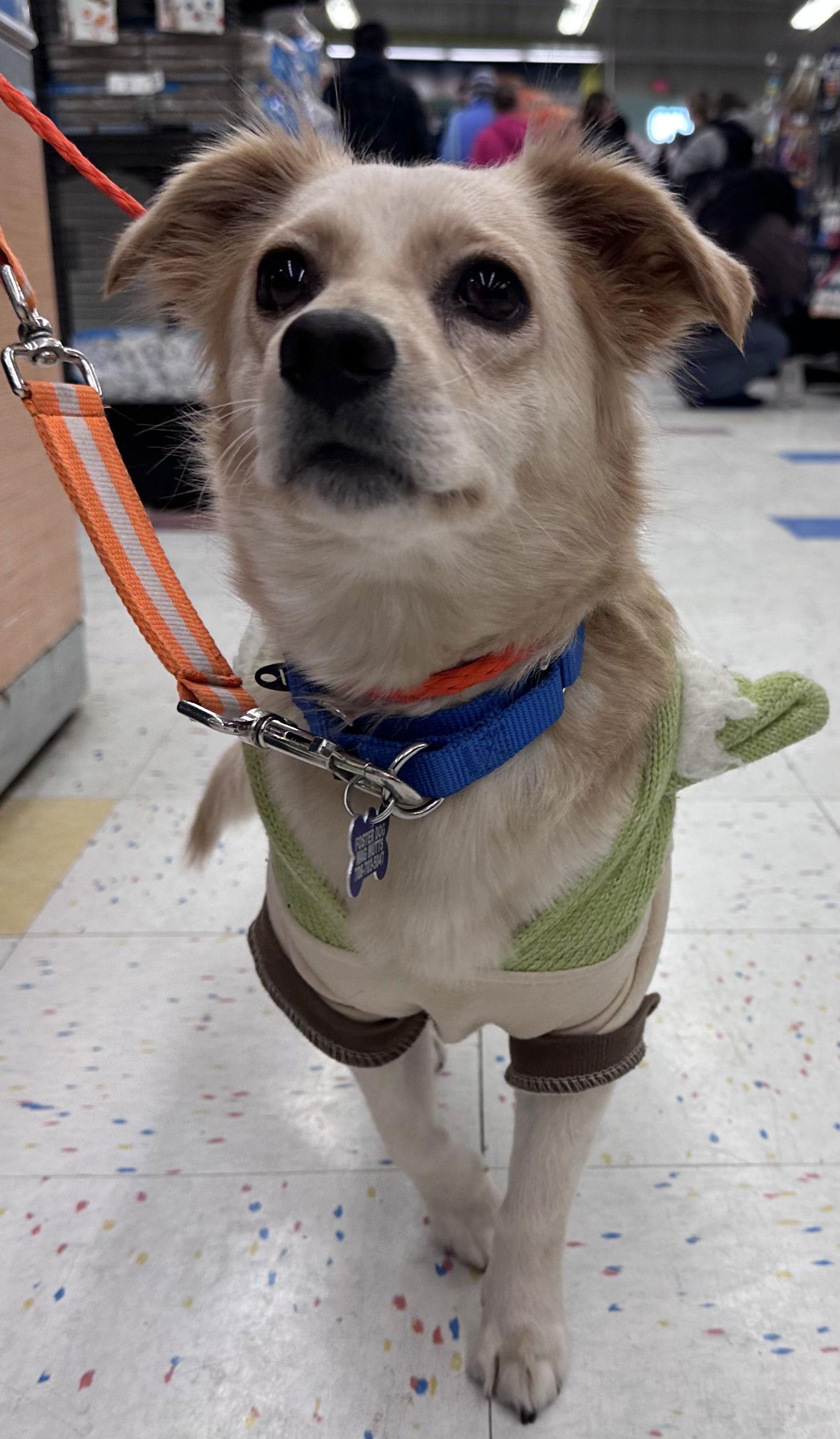 Laesa Ca thumbnail 3