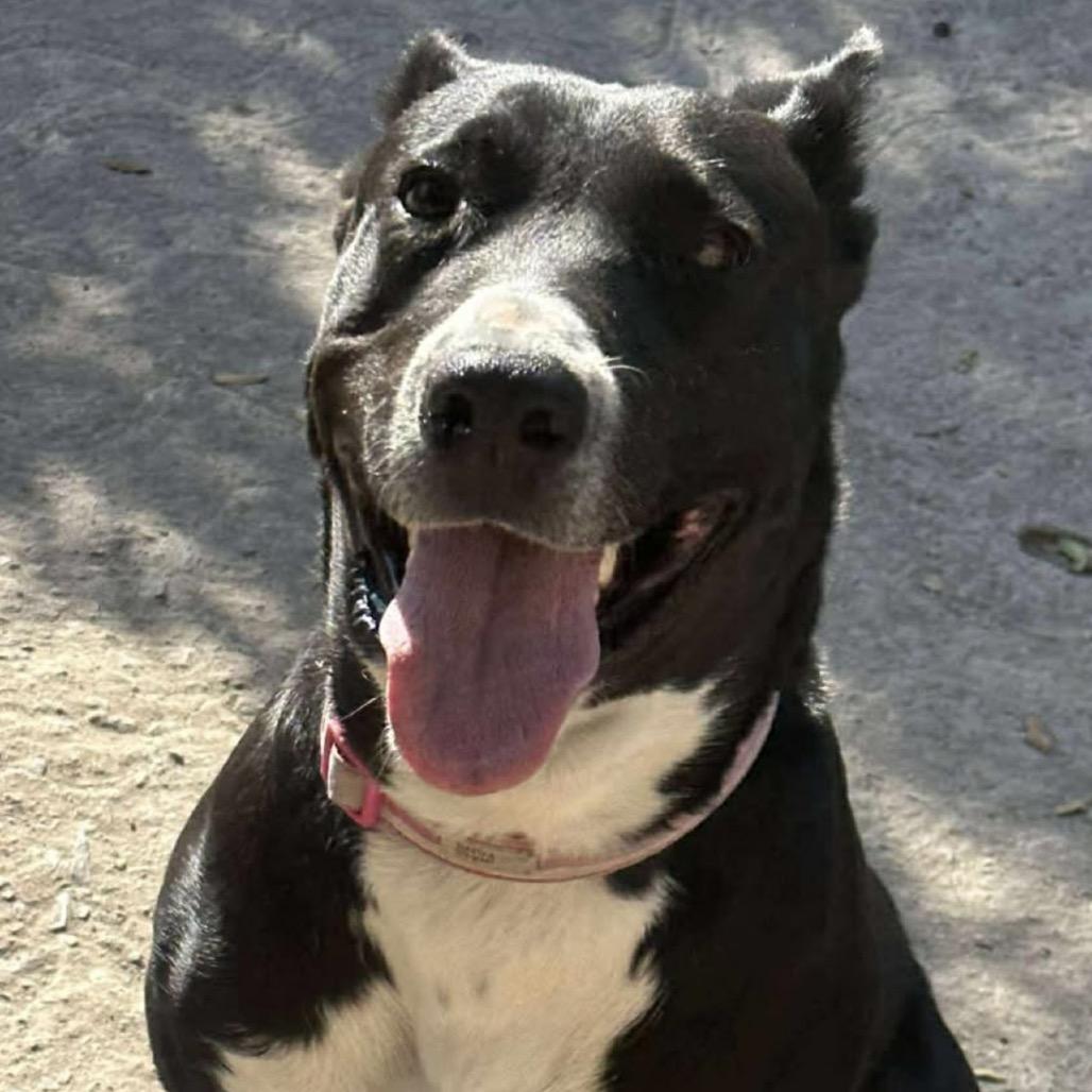 Enlarge Rosita, a Adoptable Basenji in San Diego, CA image 1/4