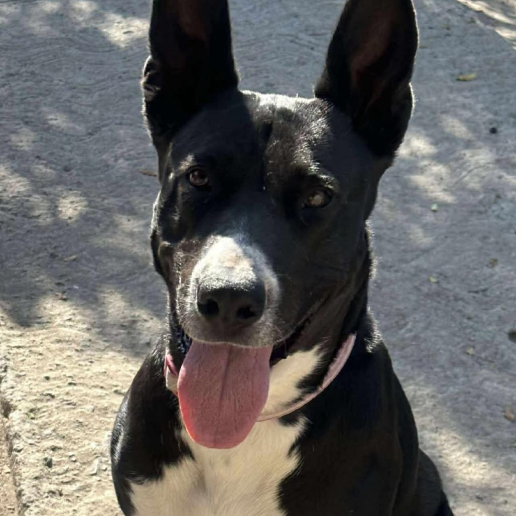 Enlarge Rosita, a Adoptable Basenji in San Diego, CA image 2/4