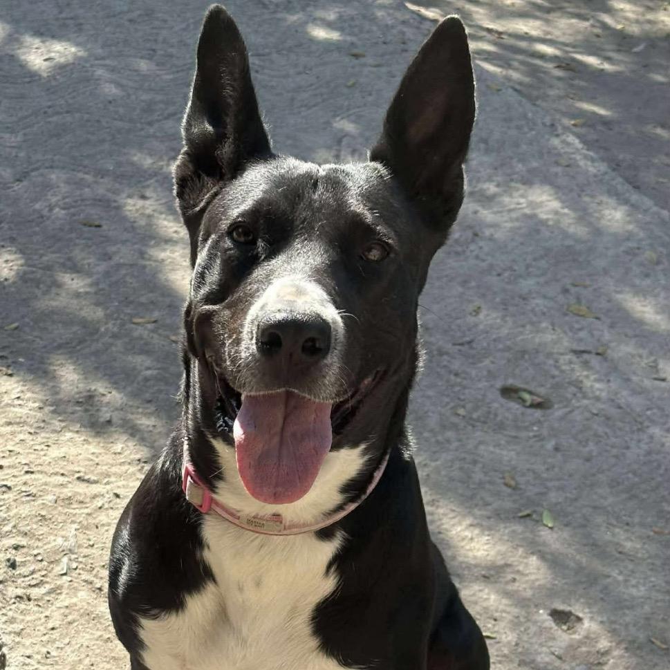 Enlarge Rosita, a Adoptable Basenji in San Diego, CA image 3/4