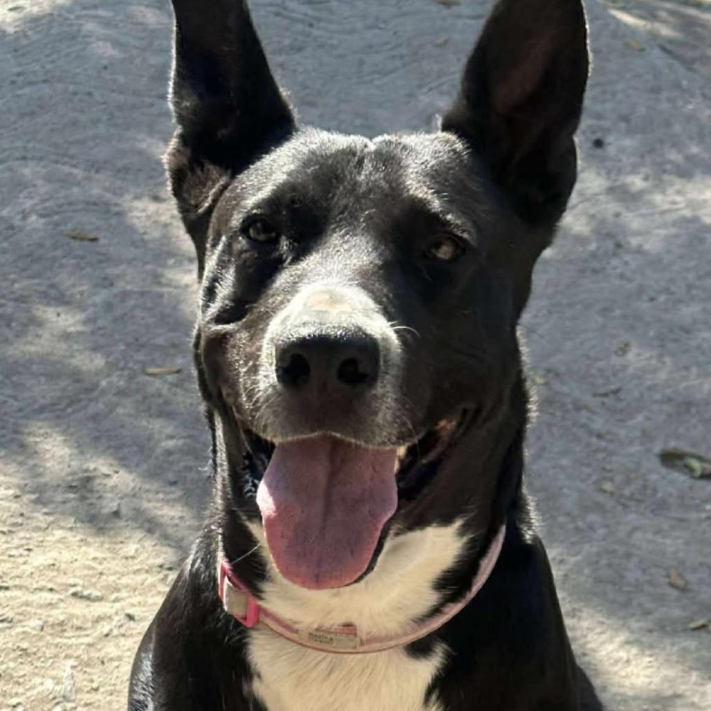 Enlarge Rosita, a Adoptable Basenji in San Diego, CA image 4/4