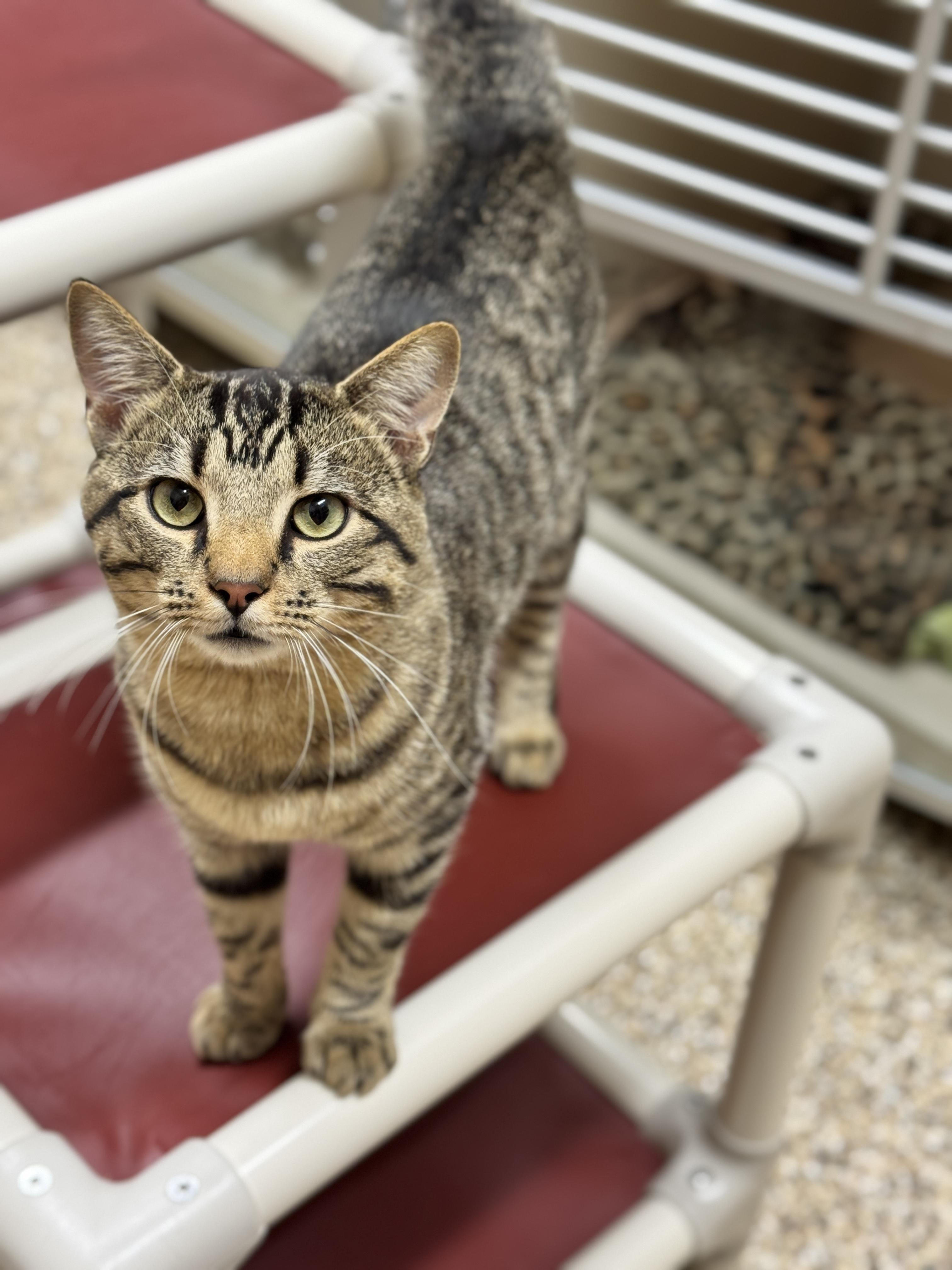 Badger, an adoptable Domestic Short Hair in Hackensack, MN, 56452 | Photo Image 2