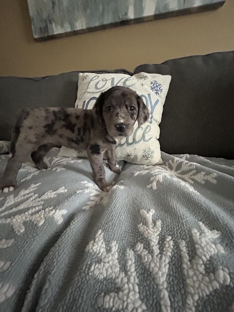 Tinsel, Adoptable, Puppy Female Australian Shepherd & Boykin Spaniel.