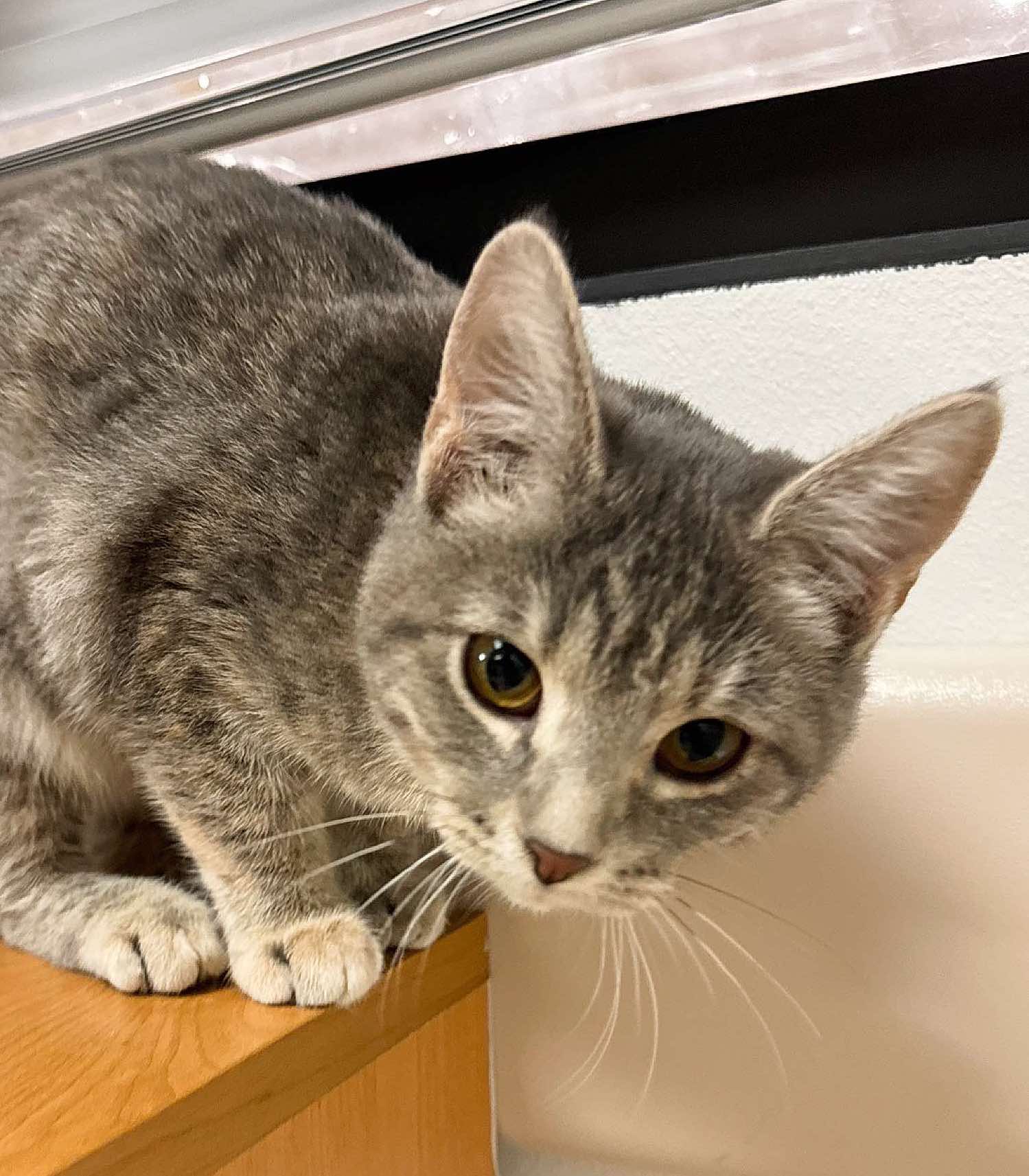 Cat for adoption Melon, a Domestic Short Hair in Sioux Falls, SD