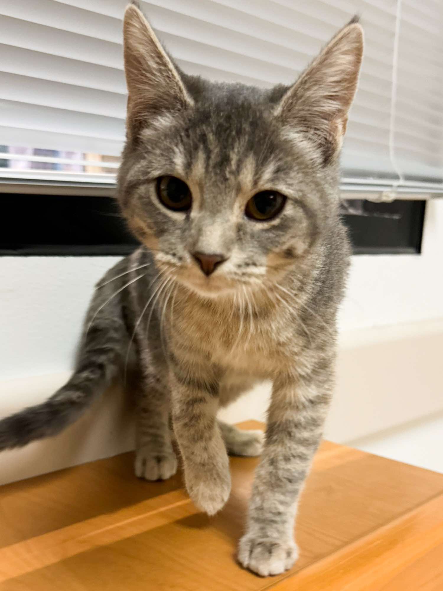 Cat for adoption Melon, a Domestic Short Hair in Sioux Falls, SD