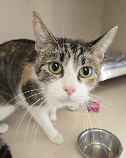 Beans, Adoptable, Young Female Domestic Short Hair & Domestic Short Hair.