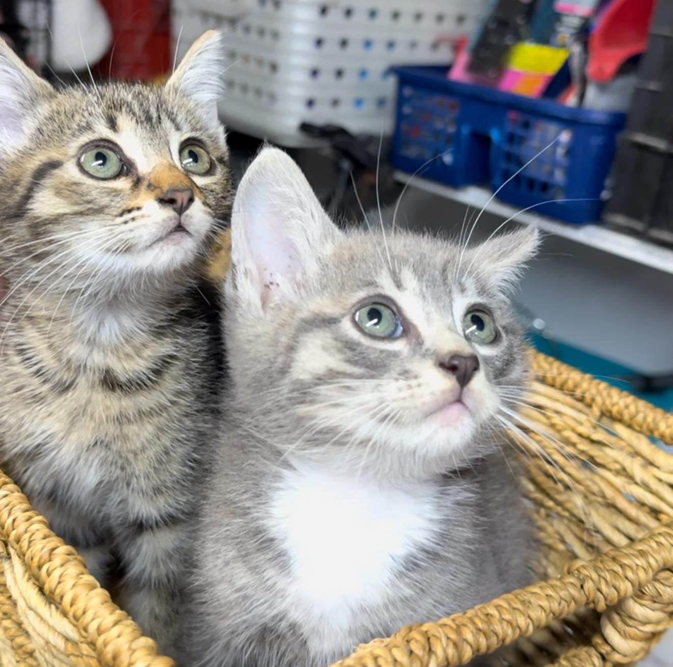 Phish and Tuna (m/f pair)