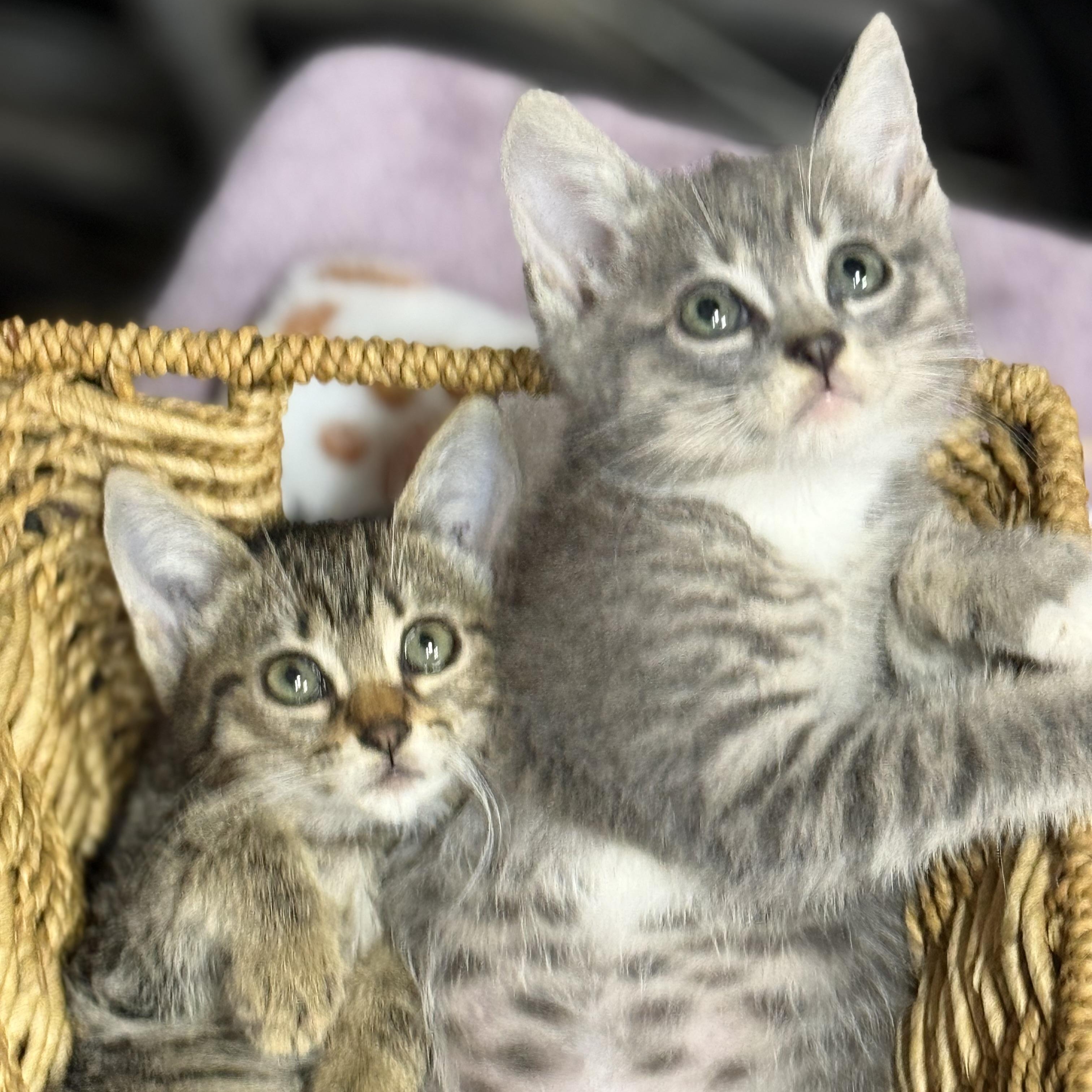 Phish and Tuna (m/f pair) — thumbnail 6