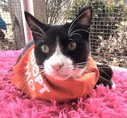 Enlarge Haymitch, a Adoptable Domestic Short Hair in Albemarle, NC image 1/3