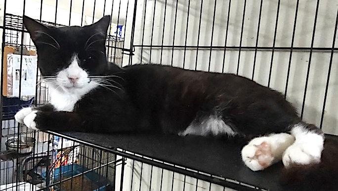 Enlarge Haymitch, a Adoptable Domestic Short Hair in Albemarle, NC image 2/3