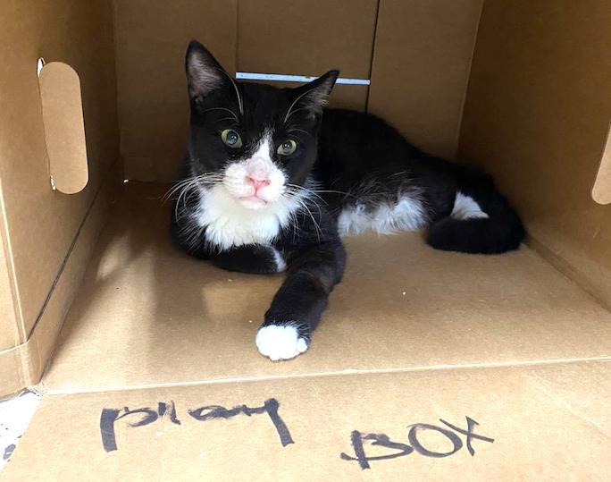 Enlarge Haymitch, a Adoptable Domestic Short Hair in Albemarle, NC image 3/3