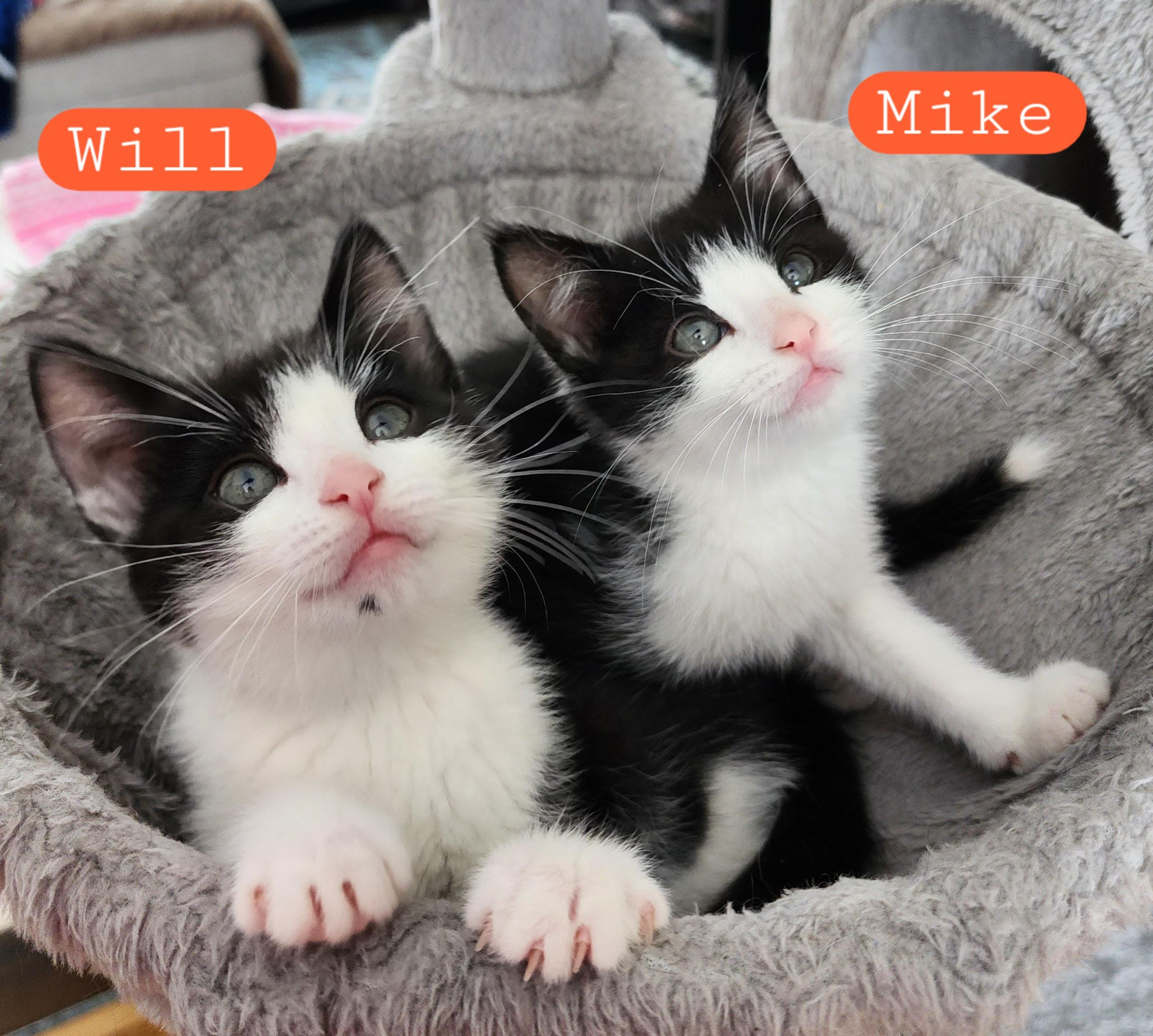 Enlarge Mike , an adopted Domestic Short Hair in Lacona, NY image 3/3