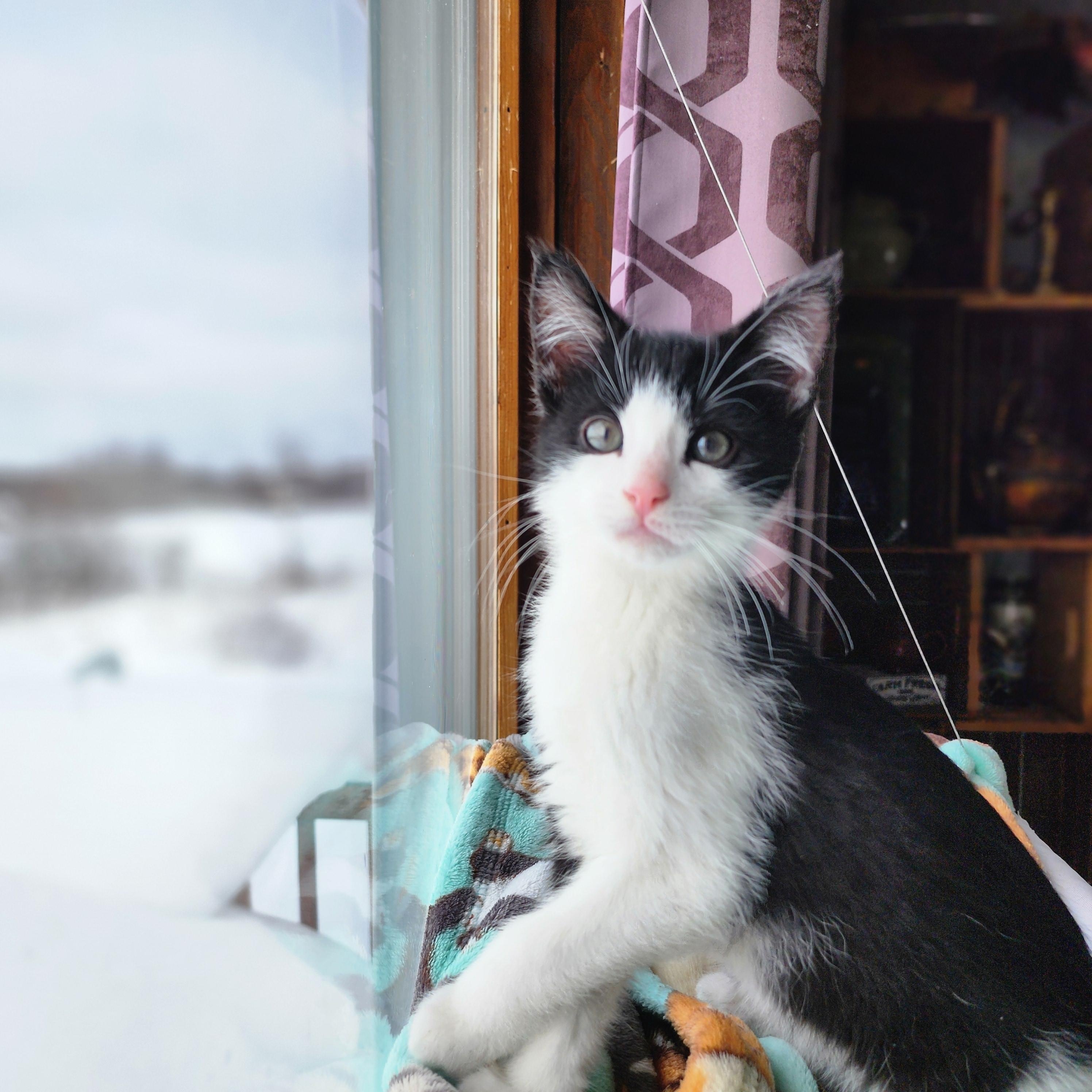Mike , adopted, Kitten Male Domestic Short Hair.