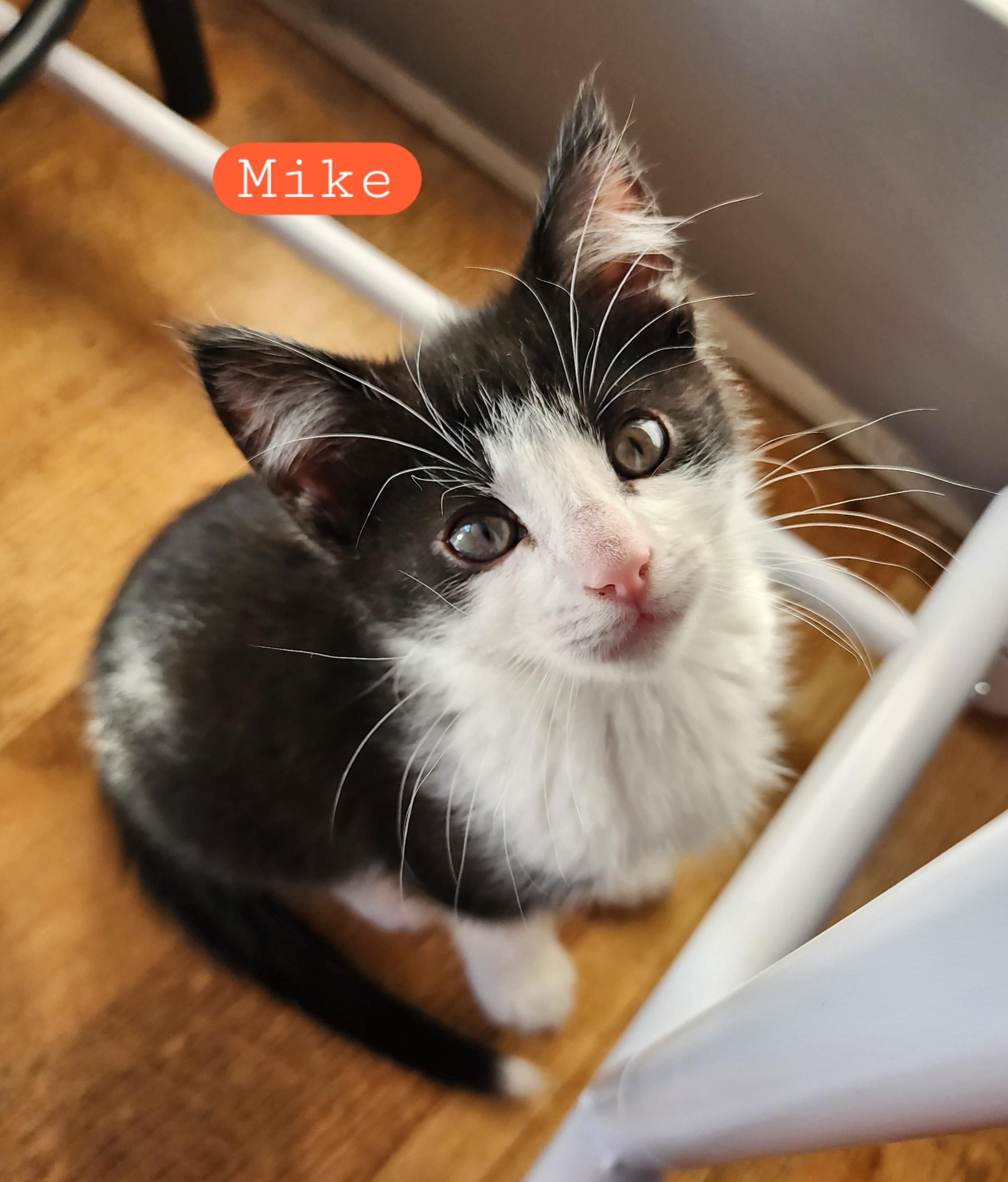 Enlarge Mike , an adopted Domestic Short Hair in Lacona, NY image 2/3