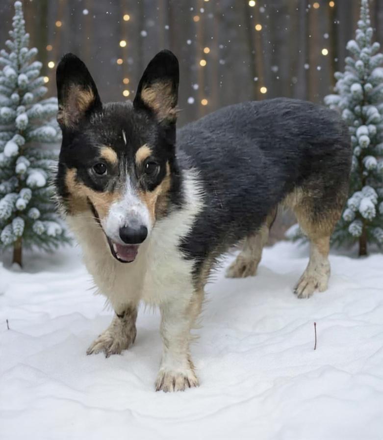 Enlarge Sully, an adoptable Corgi in Wheelersburg, OH image 1/3