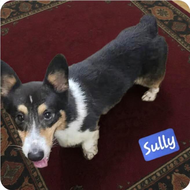 Enlarge Sully, an adoptable Corgi in Wheelersburg, OH image 2/3