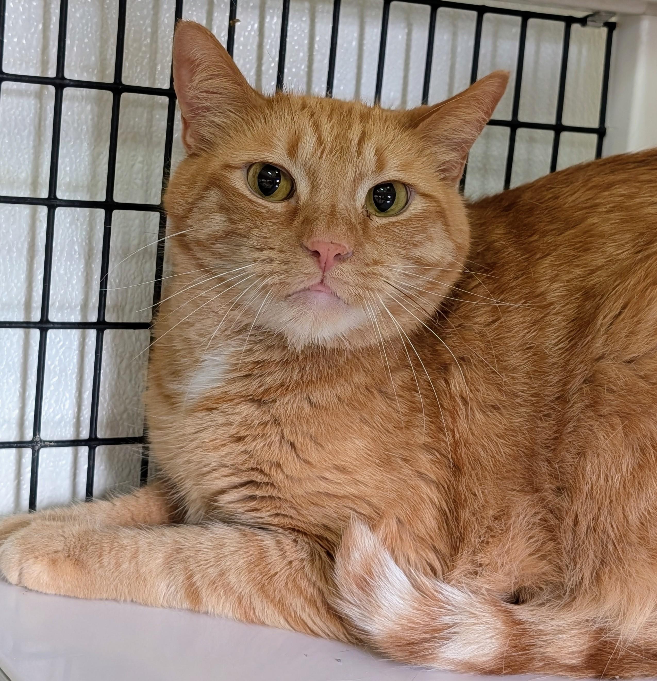 Hikaru, ADOPTABLE, Adult Male Domestic Short Hair.