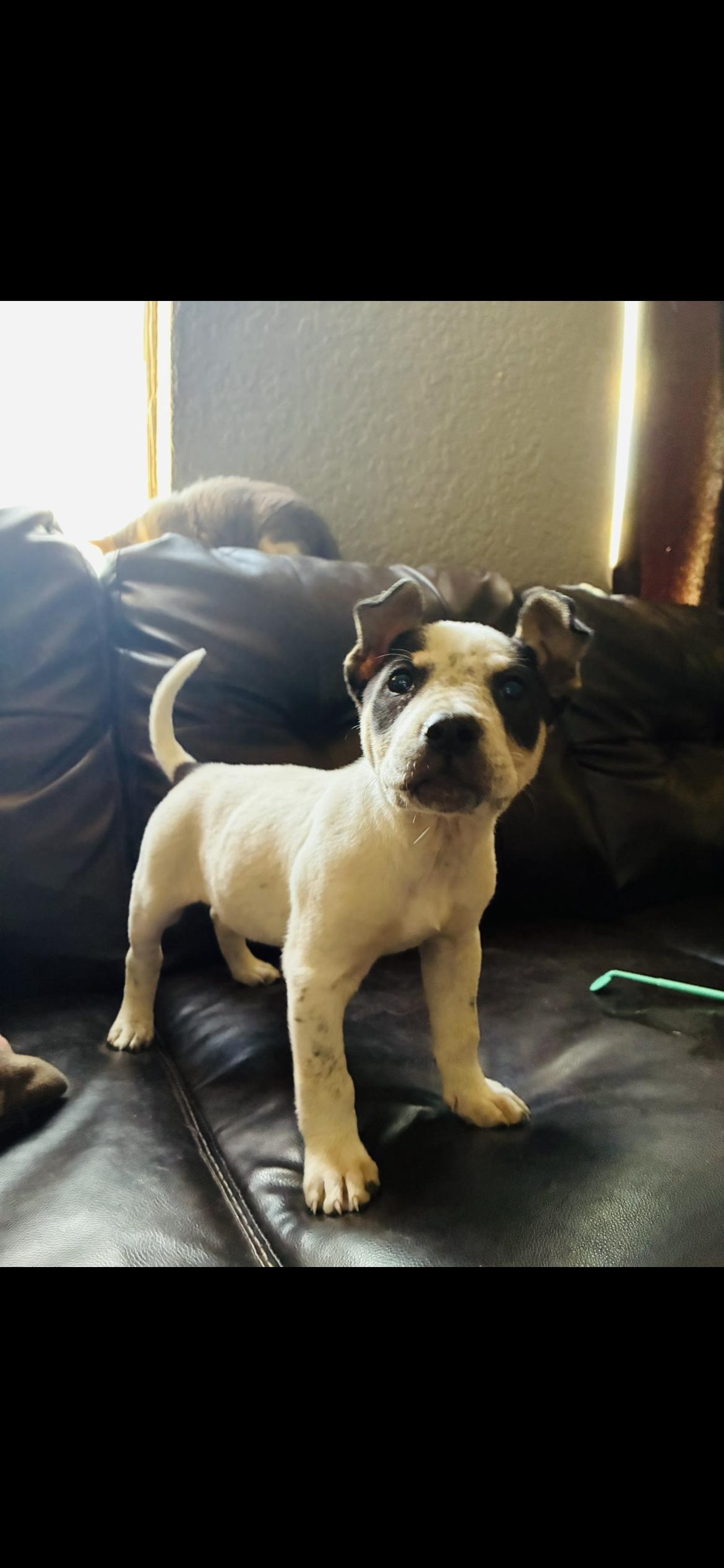 Icy , ADOPTABLE, Puppy Female Labrador Retriever.