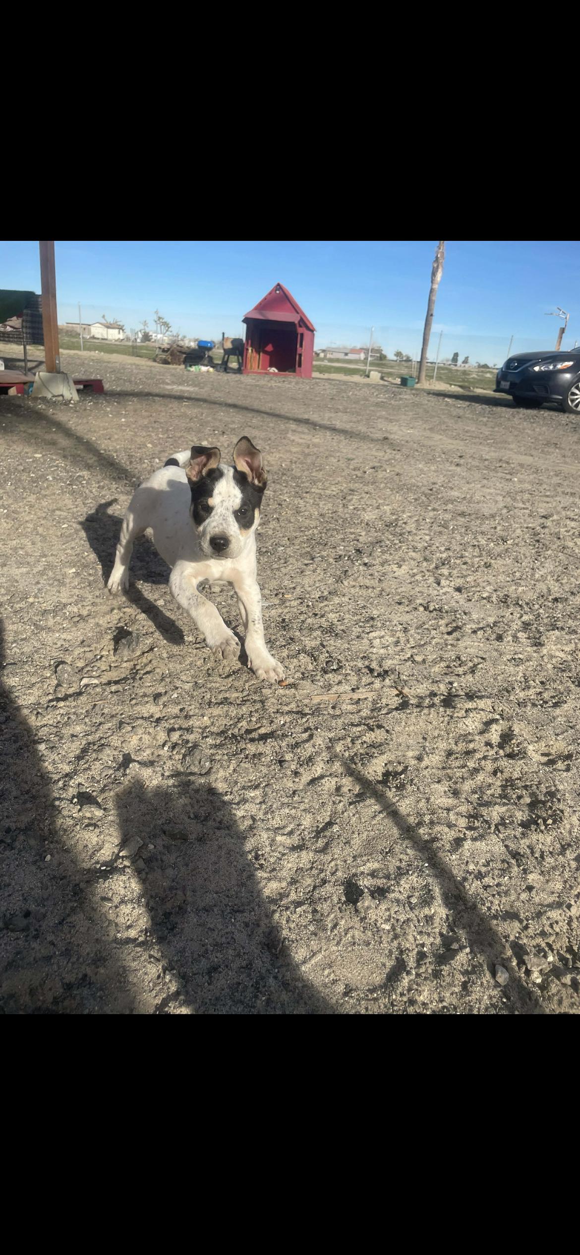 Icy , a ADOPTABLE mixed breed in Palmdale, CA image 2/2