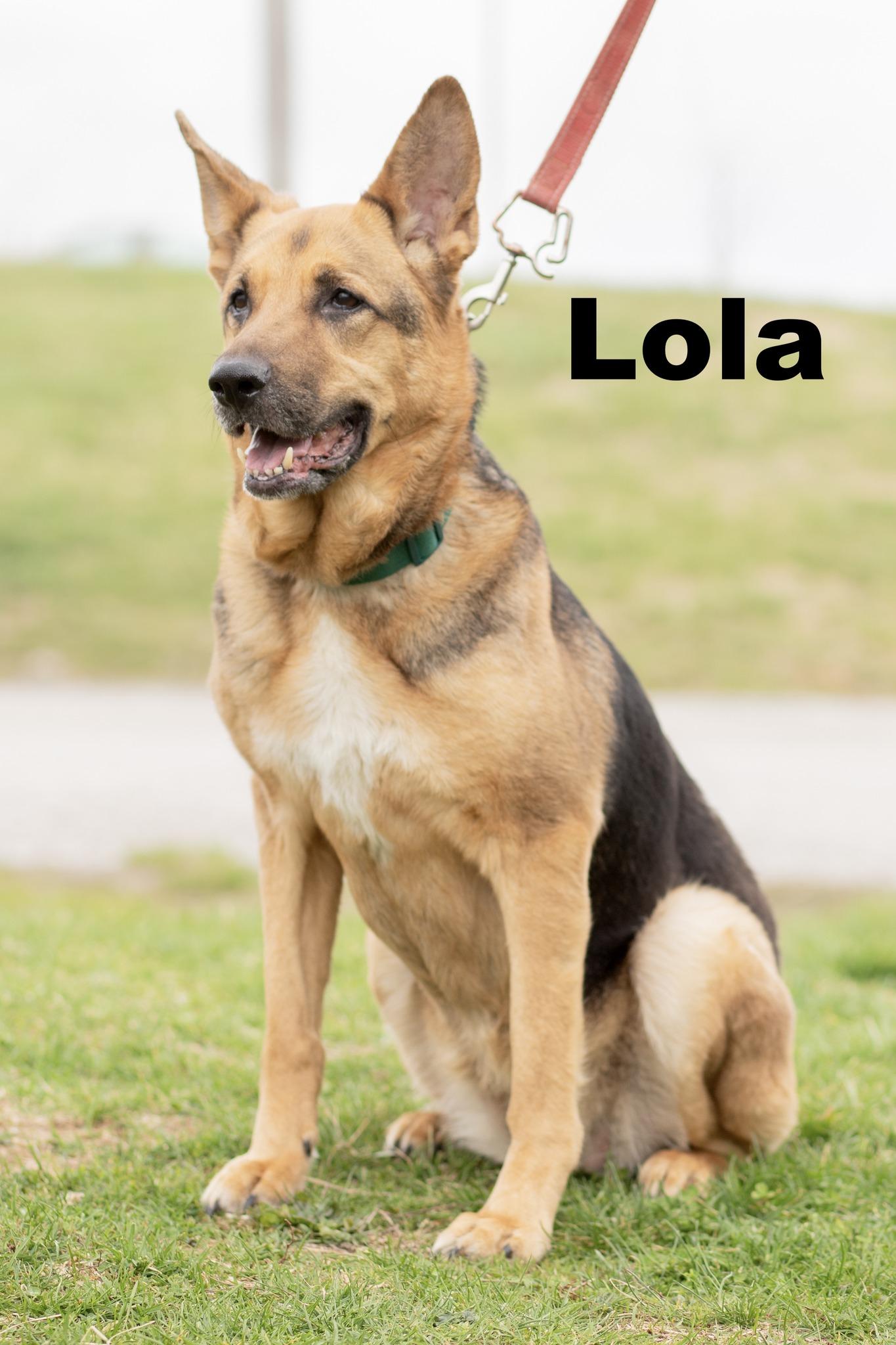 Lola, adopted, Adult Female German Shepherd Dog.