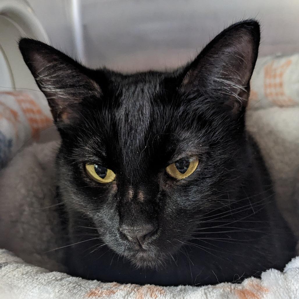 Tulip, Adoptable, Adult Female Domestic Short Hair.