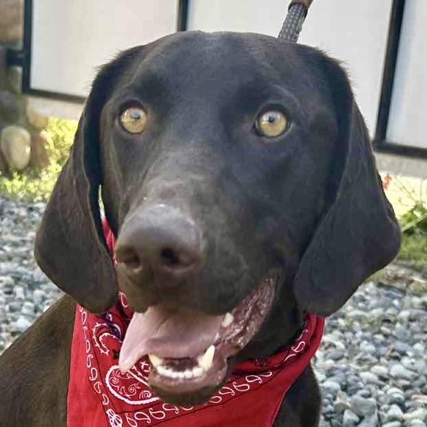 DaVinci “Vinnie”