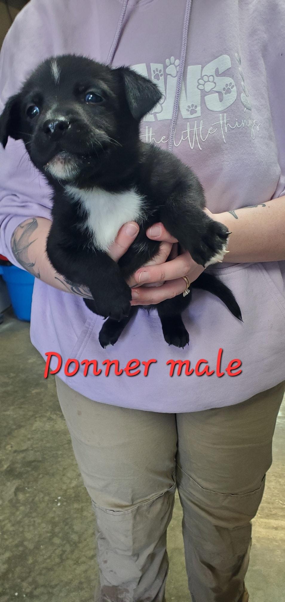 Donner, ADOPTABLE, Puppy Male Labrador Retriever & Husky.