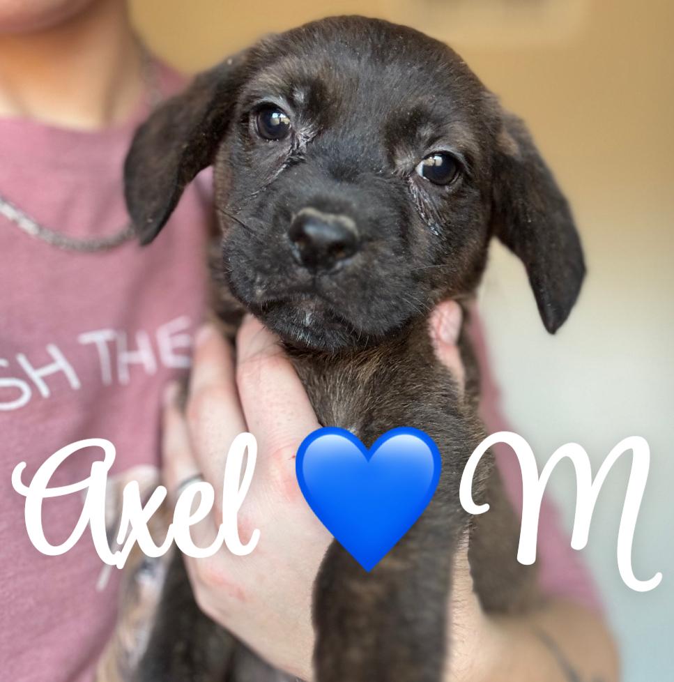 Axel, ADOPTABLE, Puppy Male Catahoula Leopard Dog & Pit Bull Terrier.