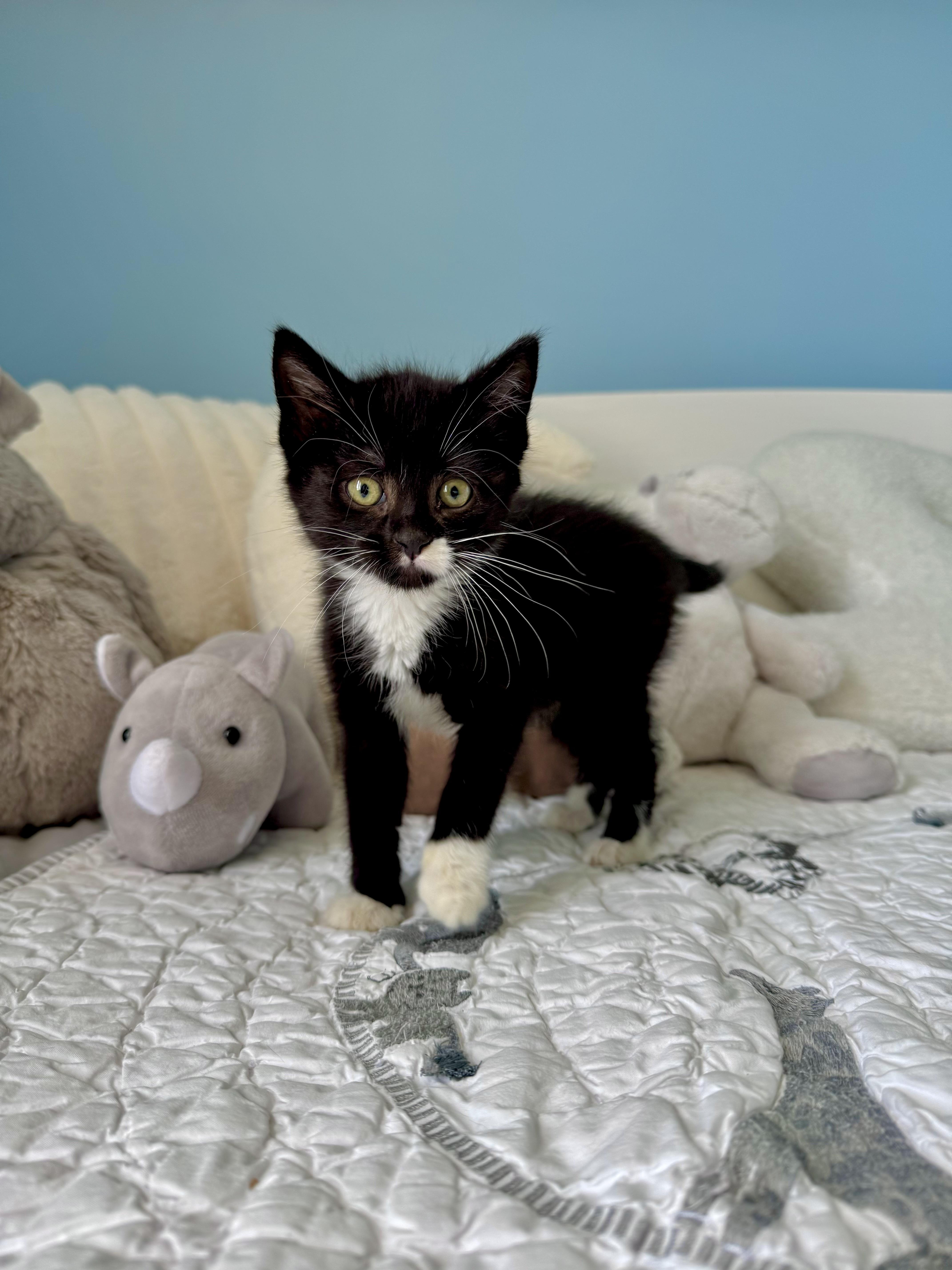Serena, a ADOPTABLE Domestic Short Hair in Ramsey, NJ image 5/6