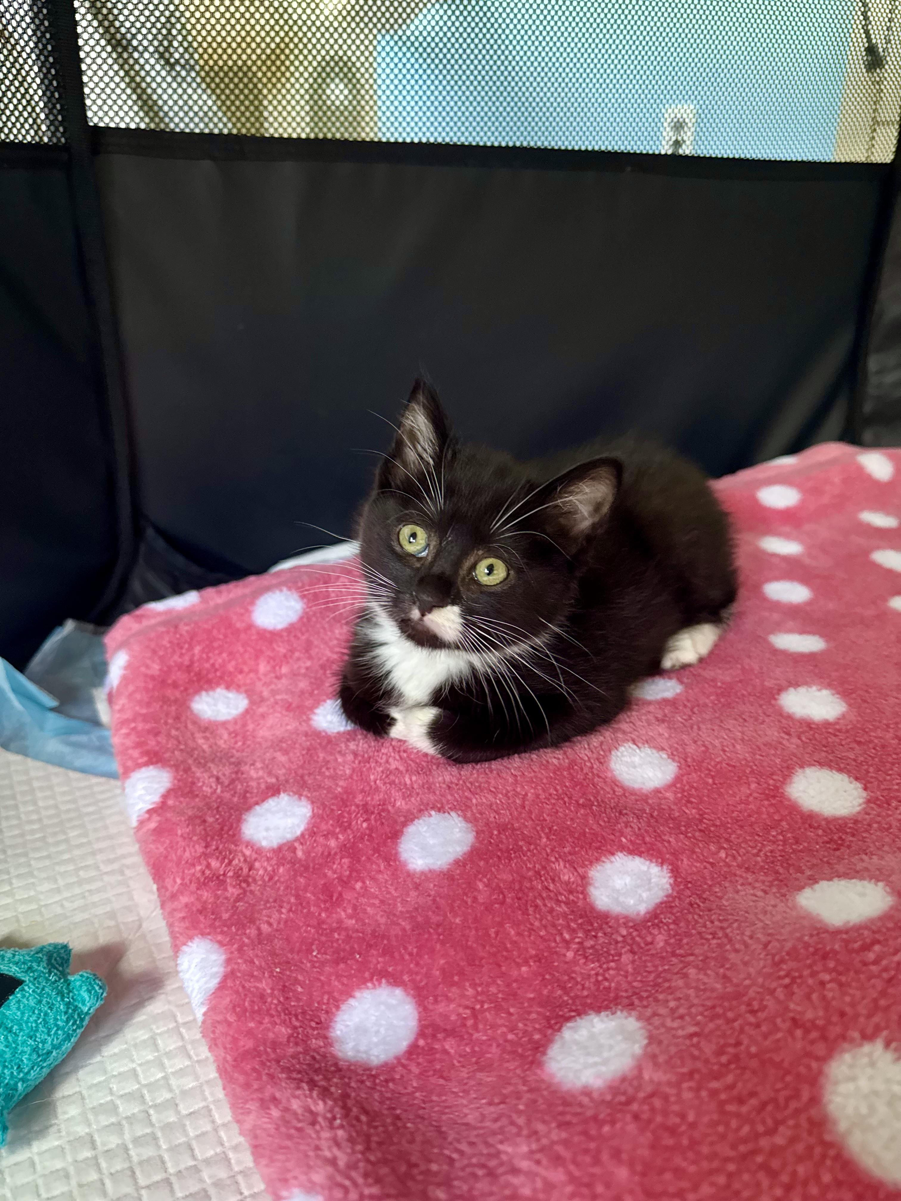 Serena, ADOPTABLE, Kitten Female Domestic Short Hair.