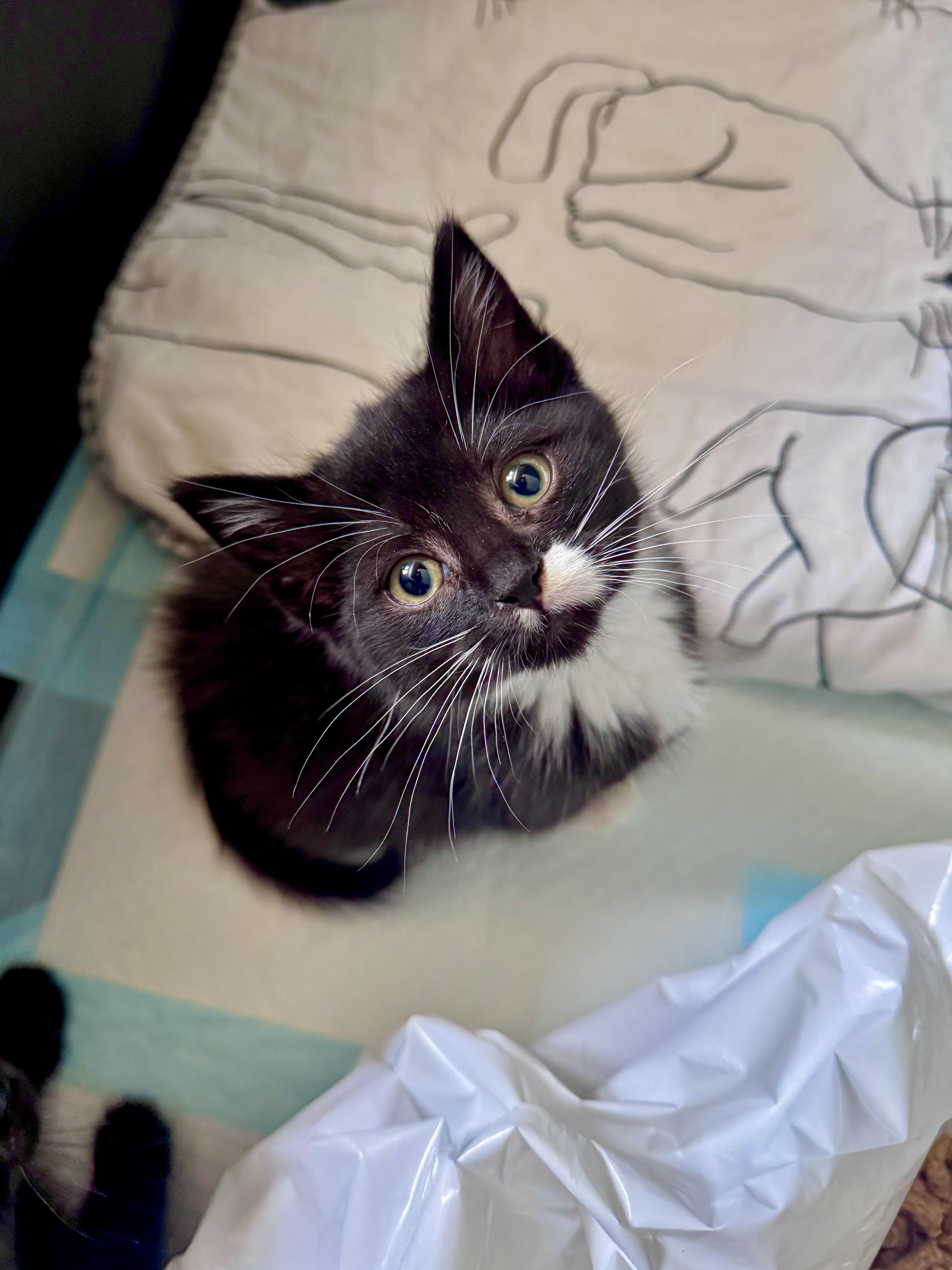 Serena, a ADOPTABLE Domestic Short Hair in Ramsey, NJ image 2/6