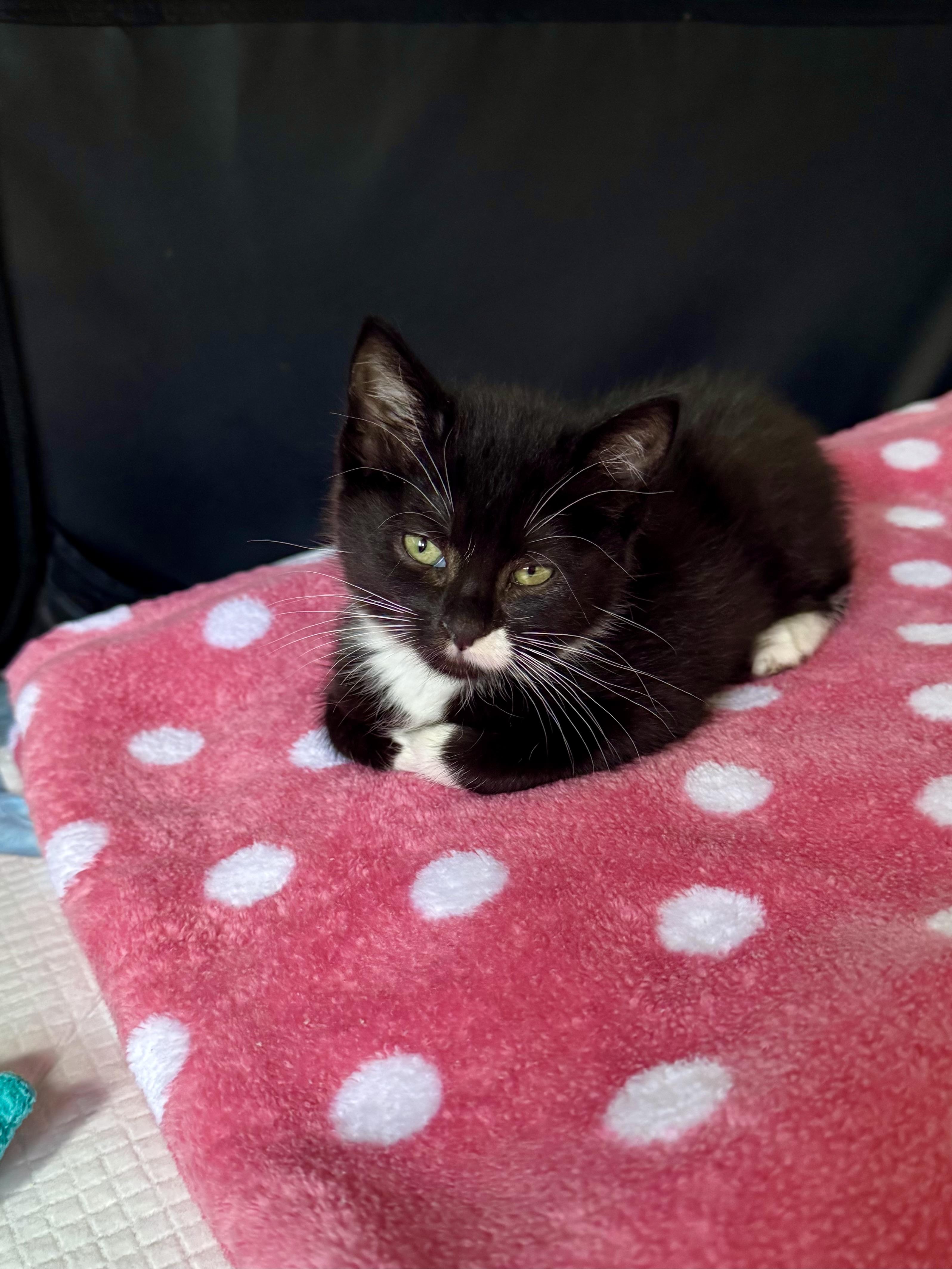 Serena, a ADOPTABLE Domestic Short Hair in Ramsey, NJ image 6/6